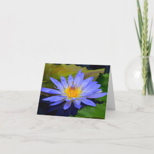 Korenbloem Blauwe Grote Waterlelie Wenskaarten Kaart