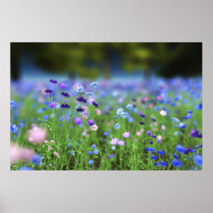 Korenbloem Blauwe Print