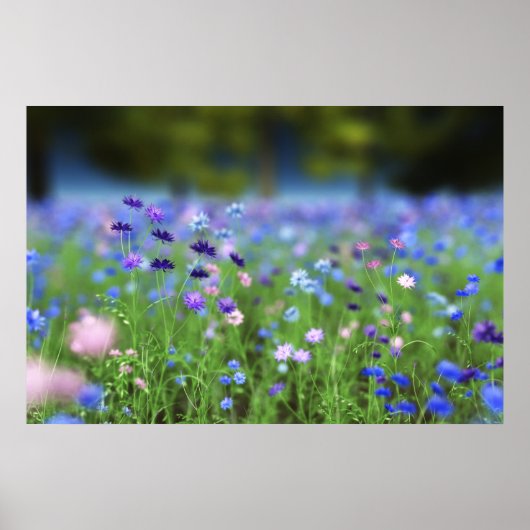 Korenbloem Blauwe Print (Voorkant)