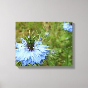 Korenbloem Canvas Print