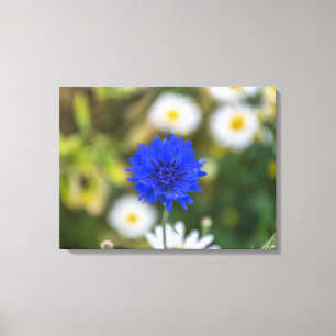Korenbloem op dicht canvas print