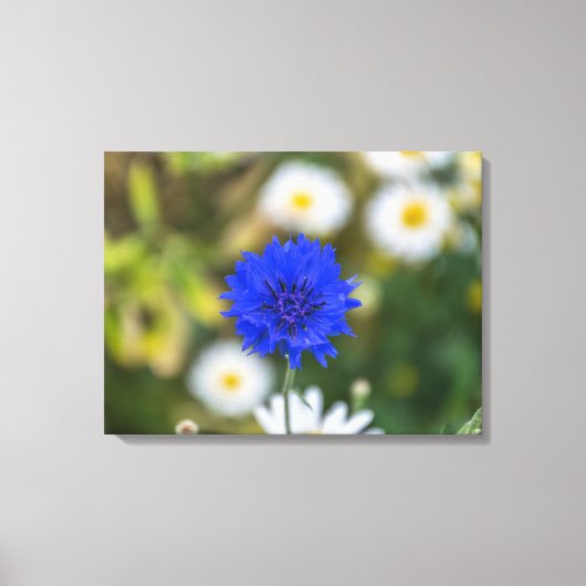 Korenbloem op dicht canvas print (Voorkant)