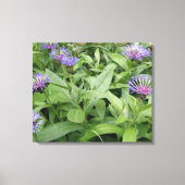 Korenbloemen Canvasprint Canvas Afdruk (Voorkant)
