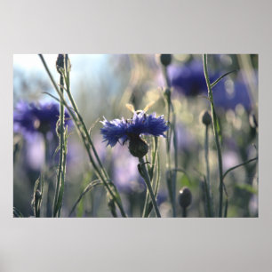 Korenbloemen Zomeravond Weide Poster