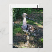 Kori Bustard Bird Briefkaart (Voorkant / Achterkant)