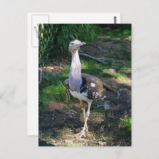 Kori Bustard Bird Briefkaart (Voorkant / Achterkant)