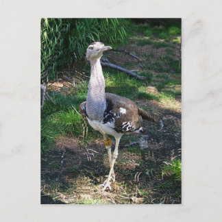 Kori Bustard Bird Briefkaart