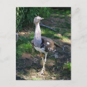 Kori Bustard Bird Briefkaart (Voorkant)