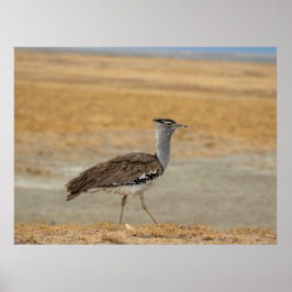 Kori Bustard, de zwaarste vliegende vogel van Afri Poster