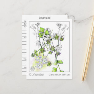 Koriander medicinale koken kruid Plant studie Briefkaart