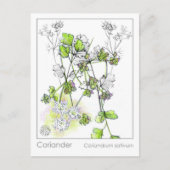 Koriander medicinale koken kruid Plant studie Briefkaart (Voorkant)