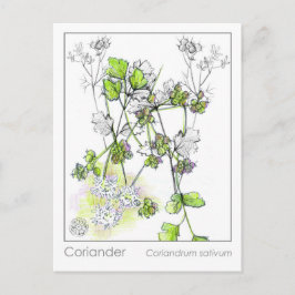 Koriander medicinale koken kruid Plant studie Briefkaart