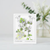 Koriander medicinale koken kruid Plant studie Briefkaart (Staand voorkant)