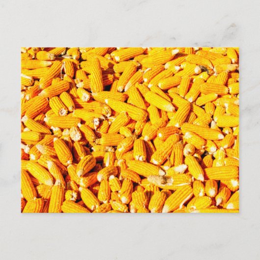 Korn op de krab briefkaart (Voorkant)