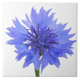 kornbloem blauw tegeltje