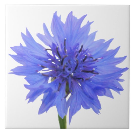 kornbloem blauw tegeltje (Voorkant)