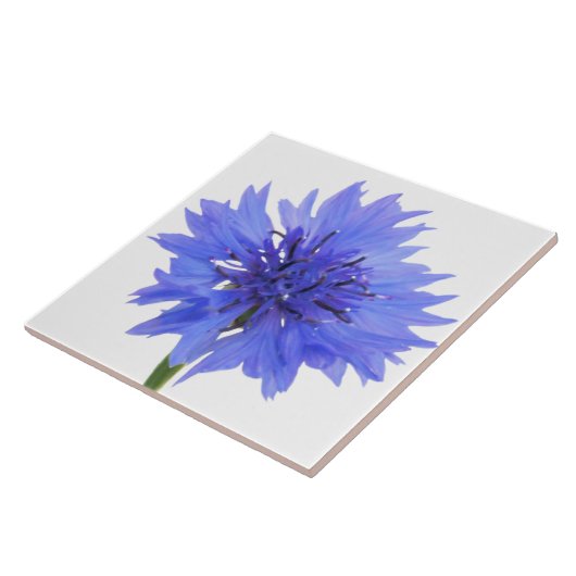 kornbloem blauw tegeltje (Zijkant)