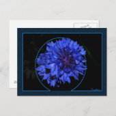 Kornbloem Briefkaart (Voorkant / Achterkant)