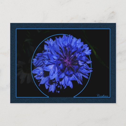 Kornbloem Briefkaart (Voorkant)