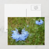 Kornbloem Briefkaart (Voorkant / Achterkant)