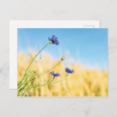 Kornbloem Briefkaart (Voorkant / Achterkant)