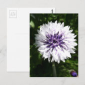 kornbloem briefkaart (Voorkant / Achterkant)