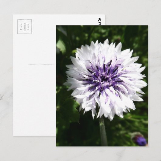 kornbloem briefkaart (Voorkant / Achterkant)