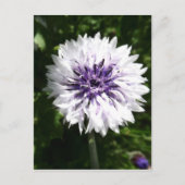 kornbloem briefkaart (Voorkant)