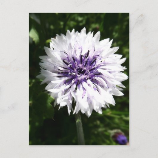 kornbloem briefkaart (Voorkant)