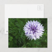 Kornbloem Briefkaart (Voorkant / Achterkant)