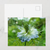 Kornbloem Briefkaart (Voorkant / Achterkant)