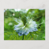 Kornbloem Briefkaart (Voorkant)