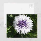 kornbloem briefkaart (Voorkant / Achterkant)