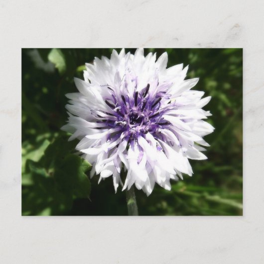 kornbloem briefkaart (Voorkant)