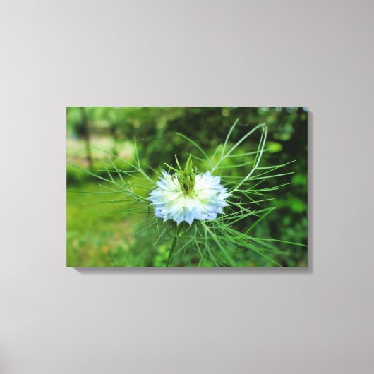 Kornbloem Canvas Afdruk (Voorkant)