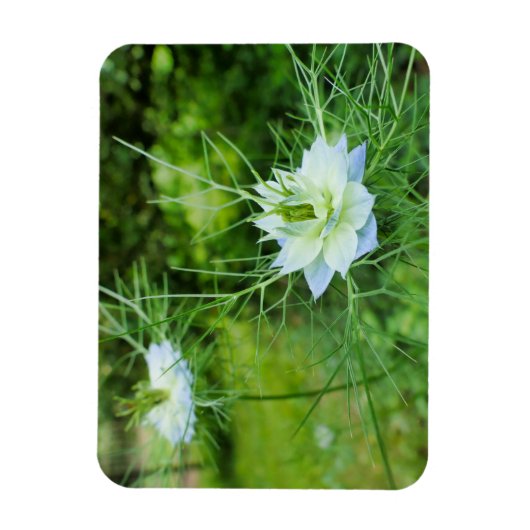 Kornbloem Magneet (Verticaal)