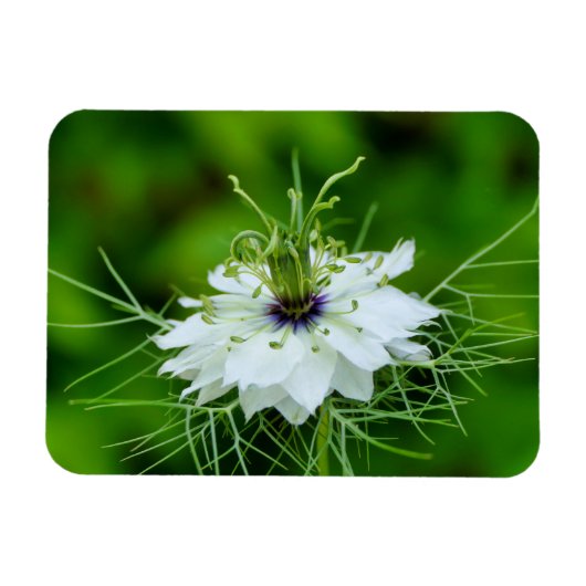 Kornbloem Magneet (Horizontaal)