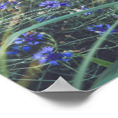 Kornbloem Poster (Hoek)