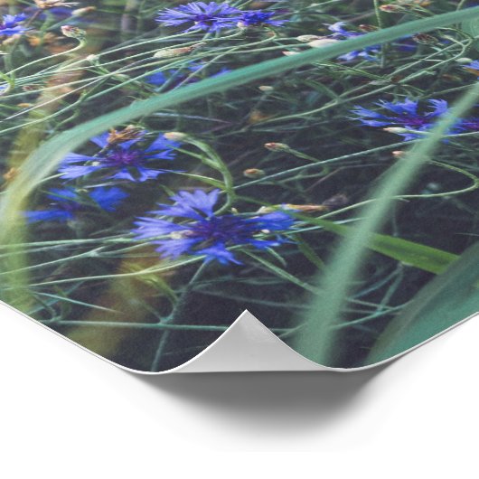 Kornbloem Poster (Hoek)