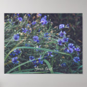 Kornbloem Poster (Voorkant)