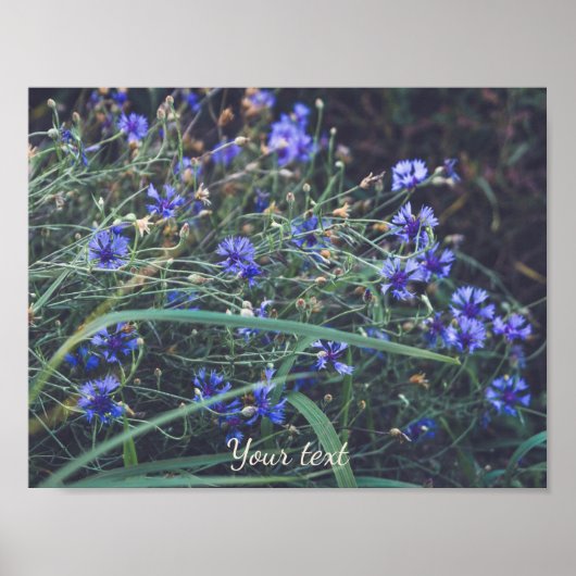 Kornbloem Poster (Voorkant)