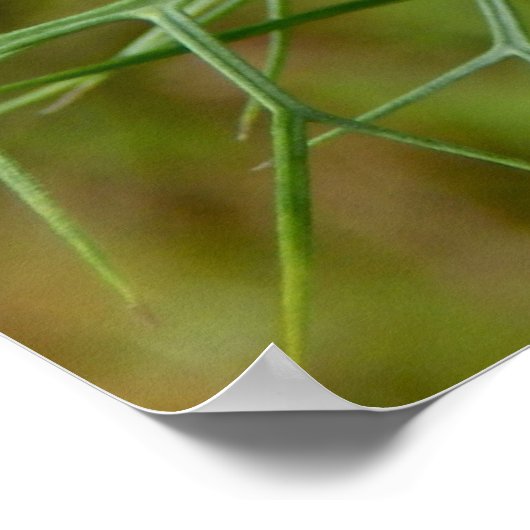 Kornbloem Poster (Hoek)