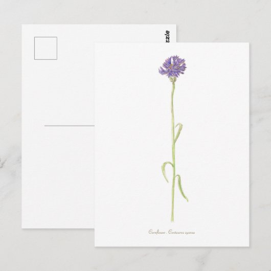 Kornbloem-waterverf Briefkaart (Voorkant / Achterkant)