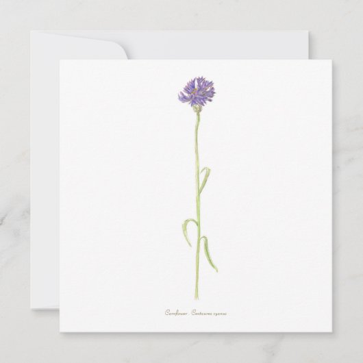 Kornbloem-waterverf Kaart (Voorkant)
