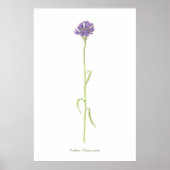 Kornbloem-waterverf Poster (Voorkant)