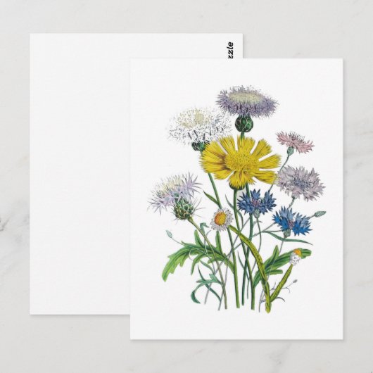 Kornbloemen Briefkaart (Voorkant / Achterkant)