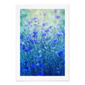 Kornbloemen Foto Afdruk (Voorkant)