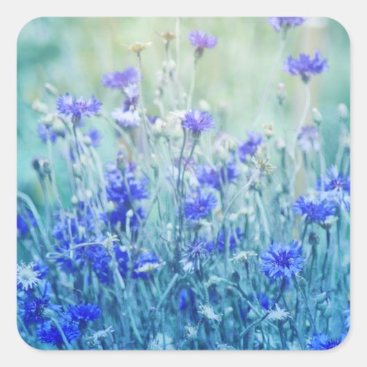 Kornbloemen Vierkante Sticker (Voorkant)