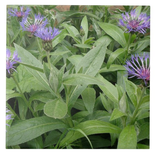 Kornbloktegel Tegeltje (Voorkant)