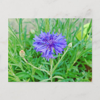 Kornblume Briefkaart